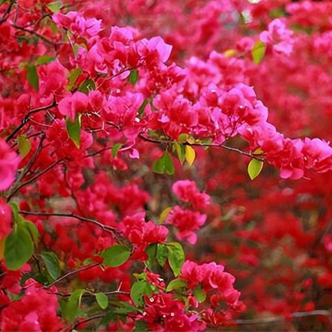 (烤死我什么意思)烤我吧烤我吧，让我尽情散发香气，被你的热情炙烤