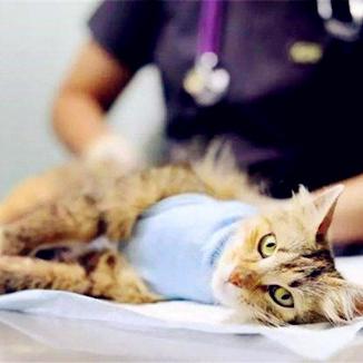 (遇见你的猫百度百科)遇见你的猫官方版:探索与猫相遇的奇妙世界