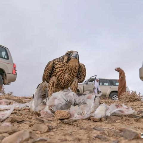 (神之猎场最新版下载)神之猎场兽:探秘神秘生物与狩猎技巧的奇幻旅程 (神之猎场最新版下载)神之猎场兽:探秘神秘生物与狩猎技巧的奇幻旅程