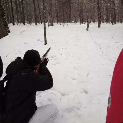 (神之猎场最新版下载)神之猎场兽:探秘神秘生物与狩猎技巧的奇幻旅程