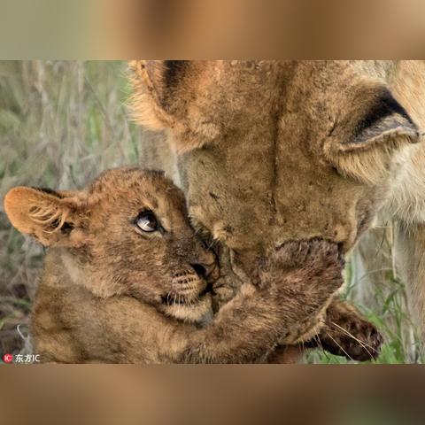 (猴子丢飞镖的游戏)疯狂挑战:猴子扔飞镖的刺激游戏,谁能夺得最高分? (猴子丢飞镖的游戏)疯狂挑战:猴子扔飞镖的刺激游戏,谁能夺得最高分?