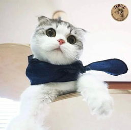 萌弟小筑全部解锁版:史上最可爱的猫咪乐园,全新玩法等你来探索! 萌弟小筑全部解锁版:史上最可爱的猫咪乐园,全新玩法等你来探索!