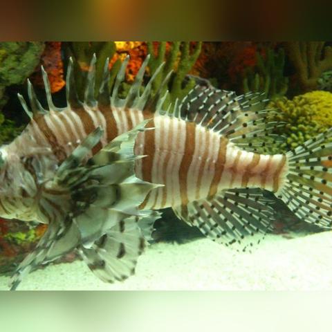 体验海底世界好去处:一游水族馆乐园无限金币无限钻石,尽享精彩海洋生物与热门游戏无限挑战