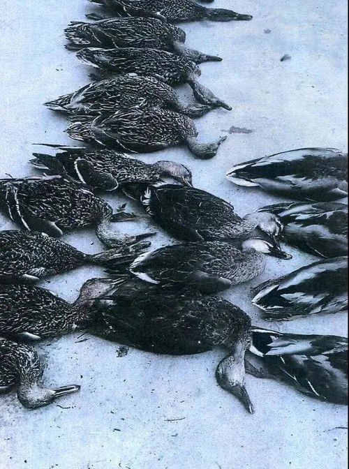 律师称毒杀宠物可判有期徒刑:法律专家表示动物保护应加强,严惩虐待者