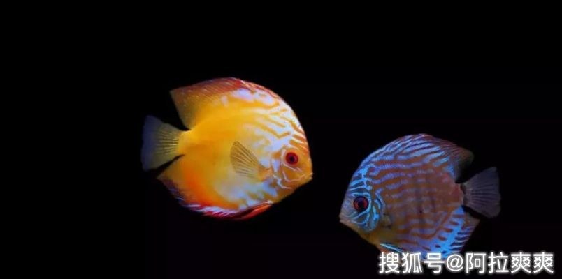 七彩鱼的养殖方法和注意事项详解，助你打造绚丽多彩的水族世界