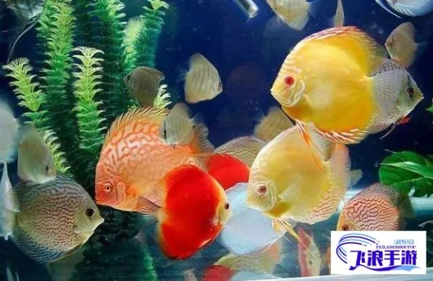 七彩鱼的养殖方法和注意事项详解，助你打造绚丽多彩的水族世界
