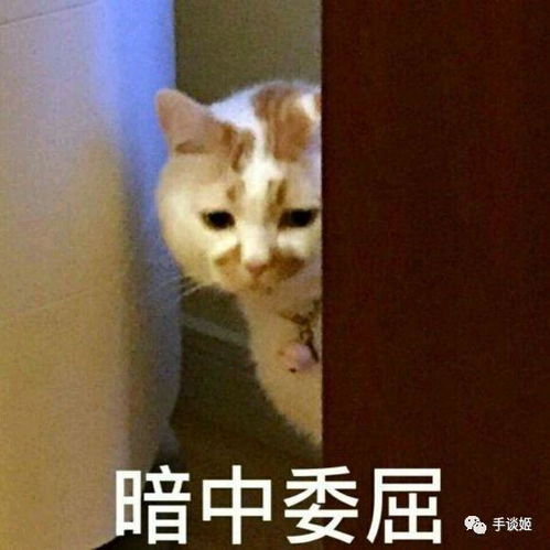 (企鹅蹦跳的表情)搞笑又可爱！跳跳企鹅表情包带你进入最萌的动物世界
