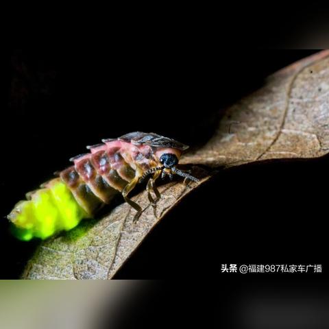 探索与自然共舞的魅力：动物森林法则游戏中的生态保护与环保意识培养