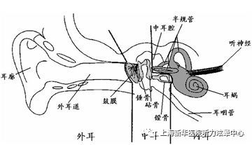 人体工厂耳蜗那关怎么过？探索耳蜗结构与功能，揭示人体内部工厂的奥秘与奇观